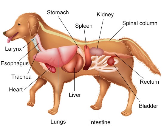 Animal-Anatomy-Pic