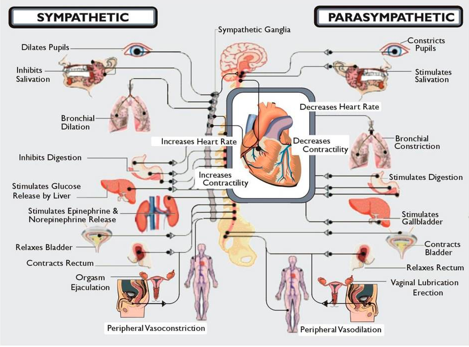 Vagus-Nerve