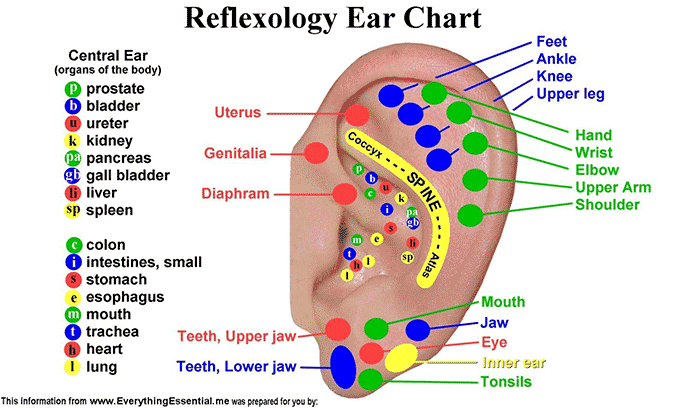 Denas Ear Reflexlogy