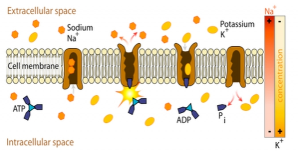 Sedona Wellness PEMF Cell ATP